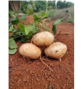 广西凉薯现挖新鲜蔬菜水果农家自种白地瓜豆薯番薯一件代发